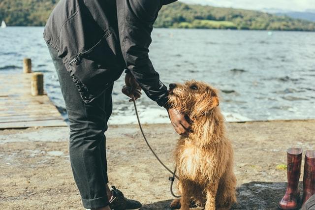 Recent Study Links Dog Ownership and Healthy Blood Pressure